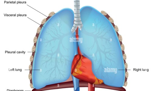 破壁的食物有营养吗网 :分享破壁是什么功能-破壁是干嘛的知识